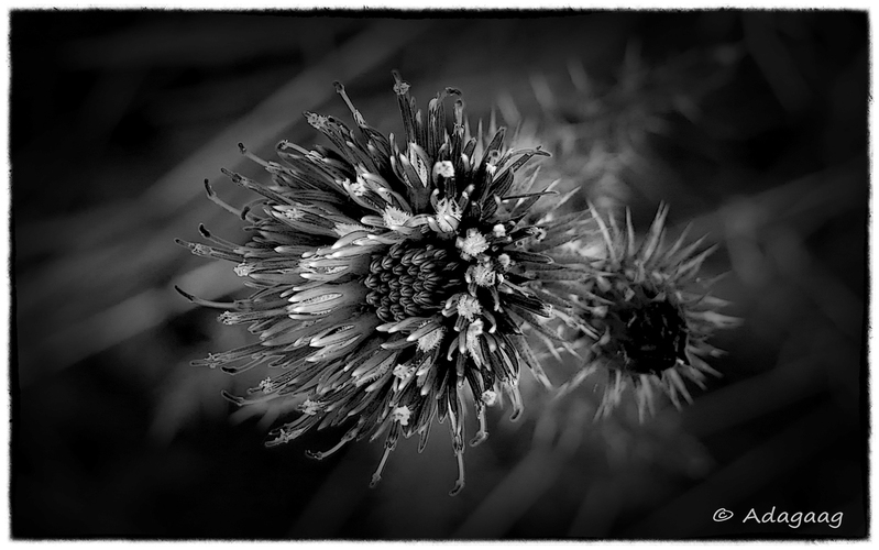 Thistle in black