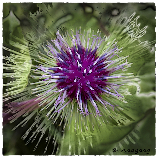 Thistle fantasy