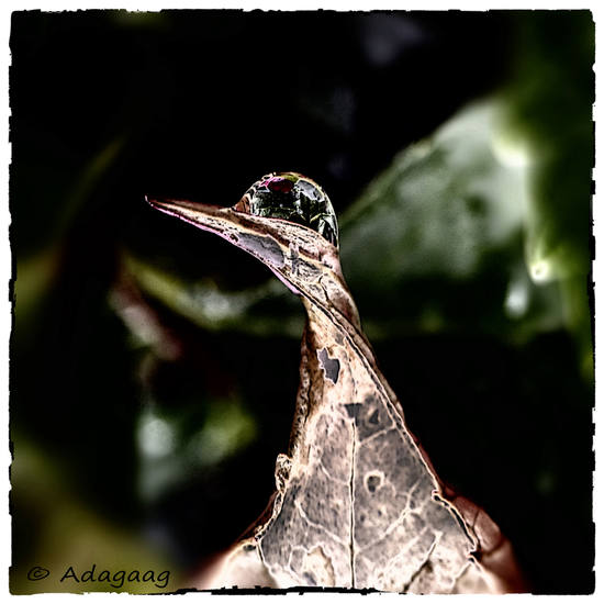 What kind of bird is this