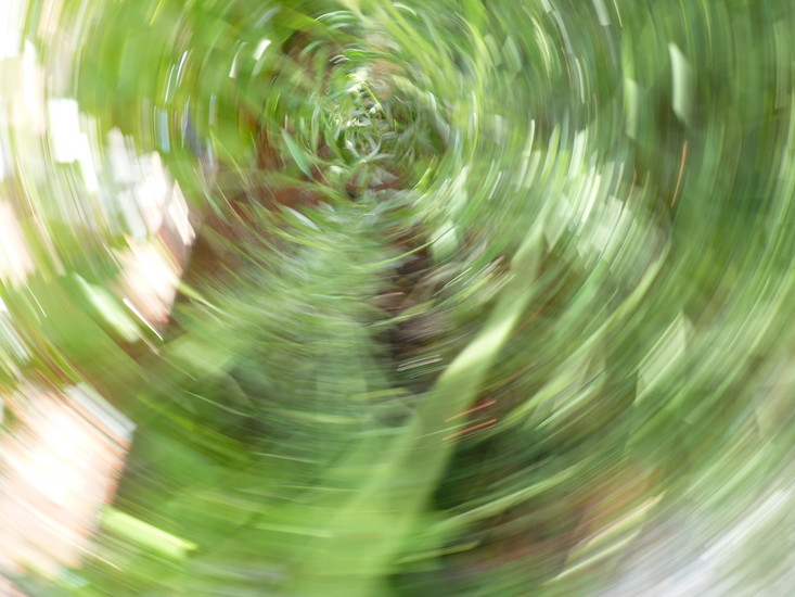 Kolkende lavendel in 't groen