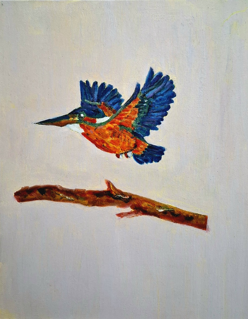 Ijsvogel in vlucht