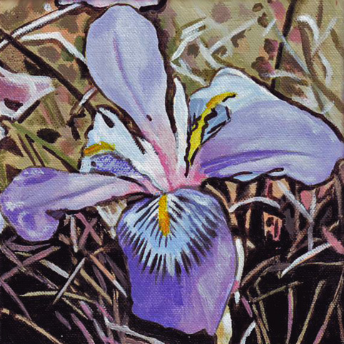 N272 wilde iris