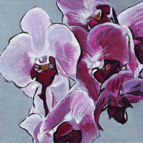 N278 orchidee