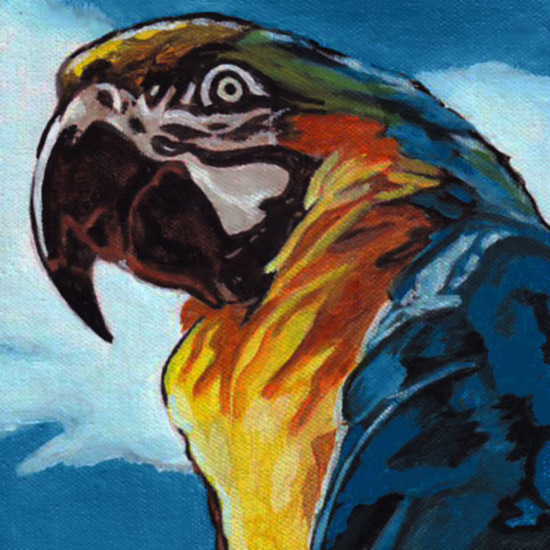 D454 Macaw