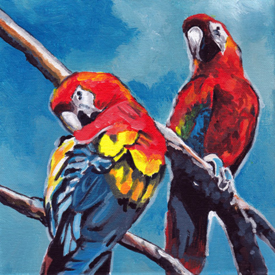 D495 papegaaien