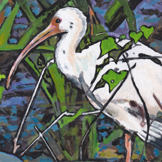 D527 witte ibis