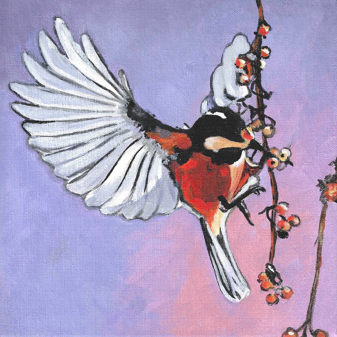 D612 kolibrie