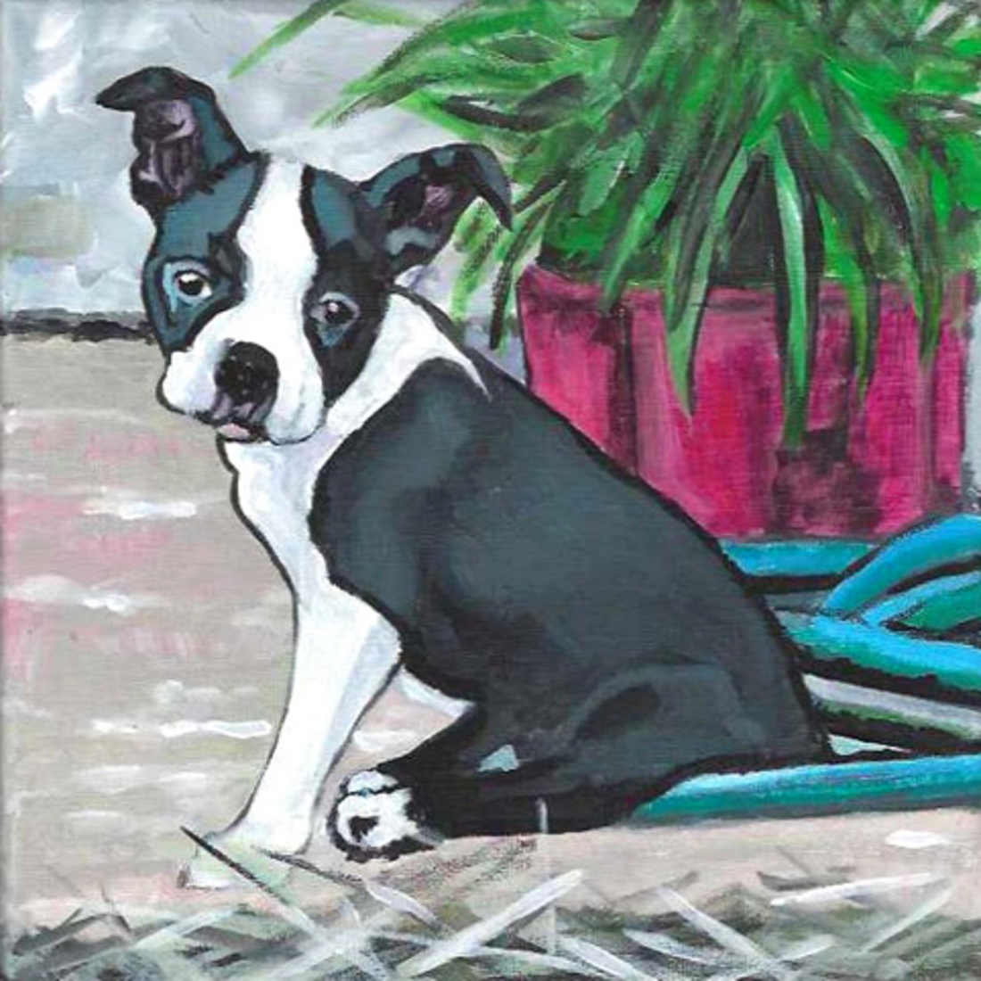 D735 hondje