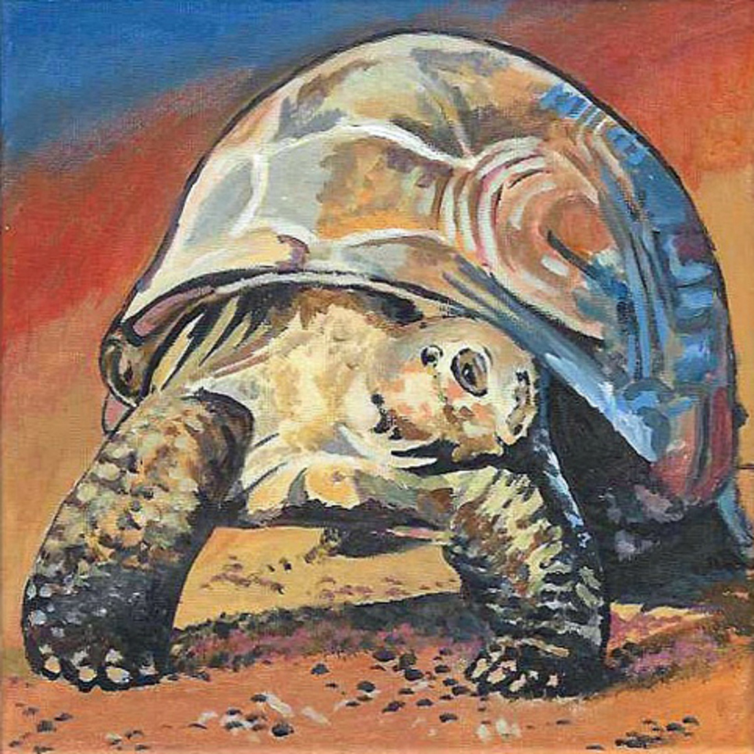 D738 schildpad