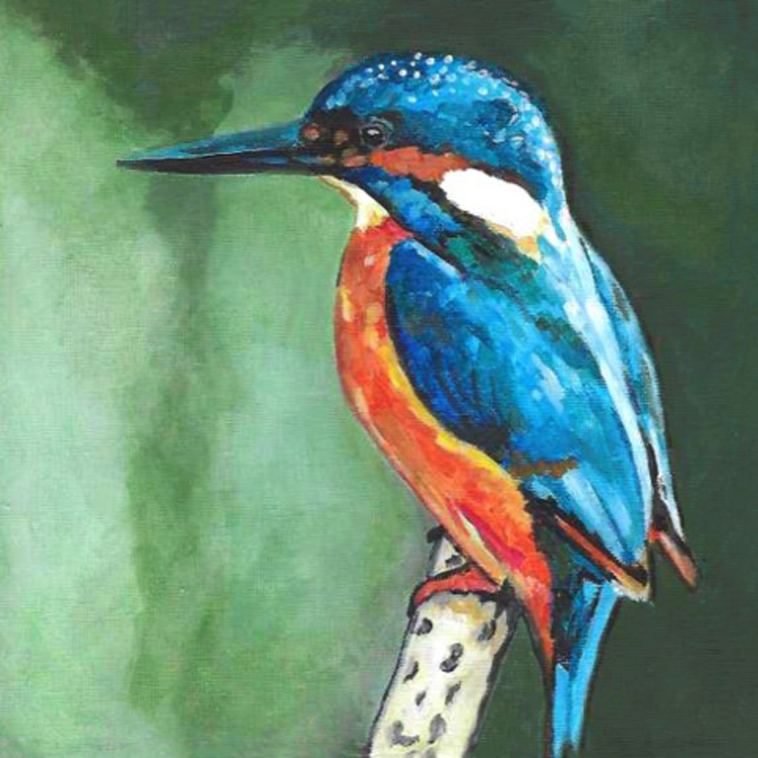 D742 ijsvogel