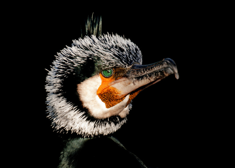 Ruurd Jelle van der Leij - Alowkey ( Fotografie op canvas)