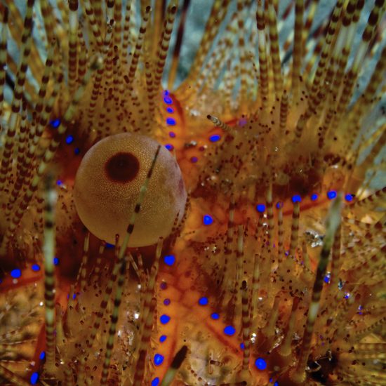 Peter Olijve - Spiny orb ( Digitale onderwaterfoto op diasec®)