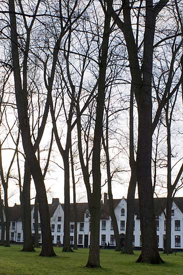 Bomen in Brugge
