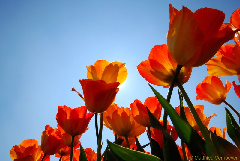 oranje tulpen