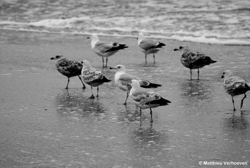 meeuwen op het strand