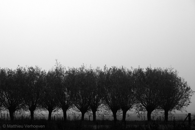landschap in mist