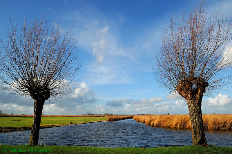 knotwilgen in de Schermer