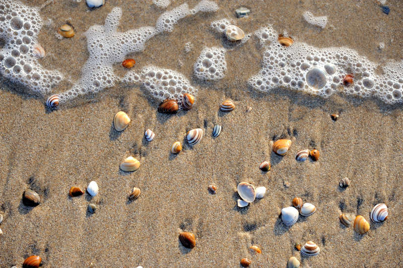 schelpjes aan het strand