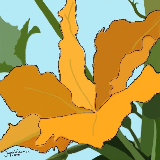 Bloem van de courgette