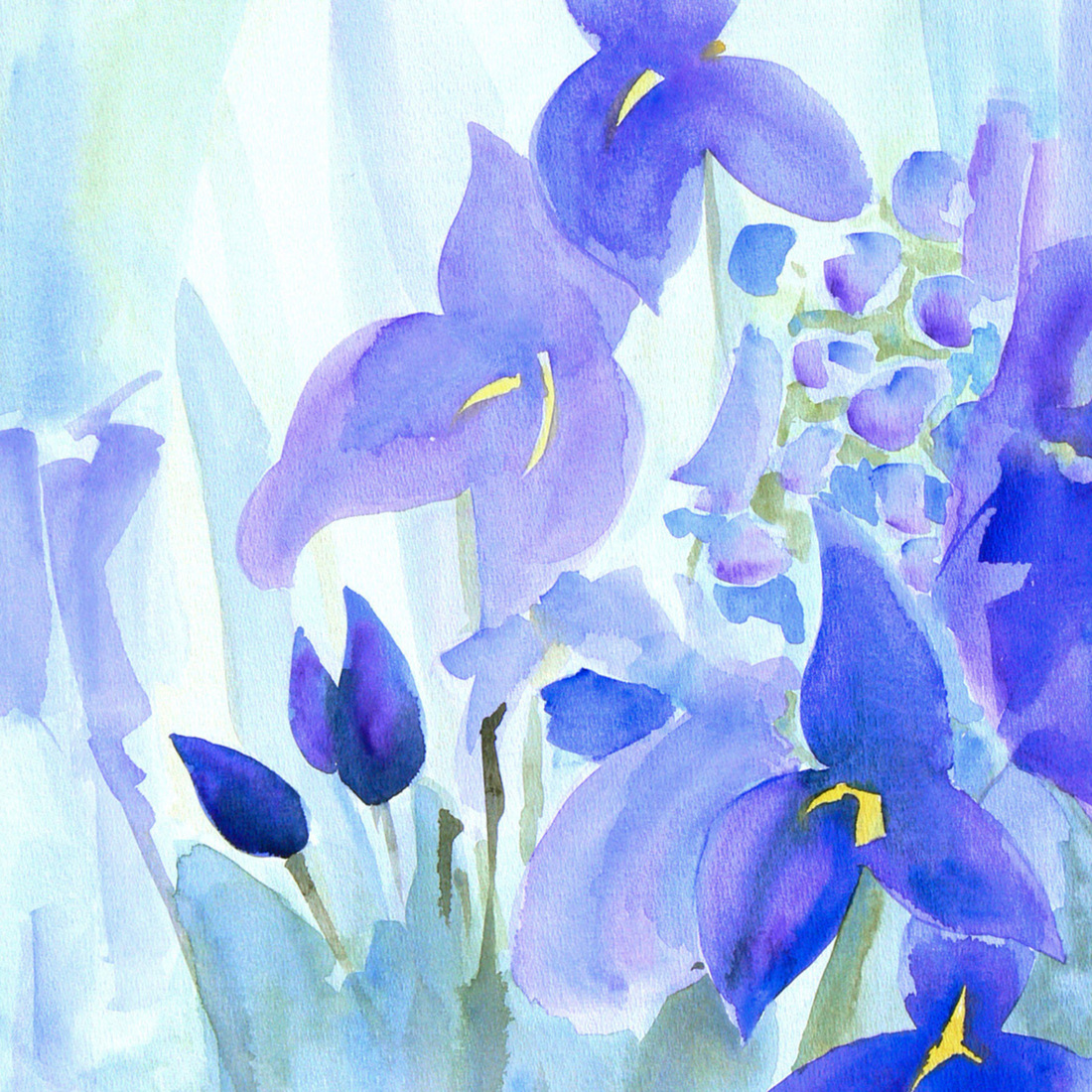 Blauwe irissen