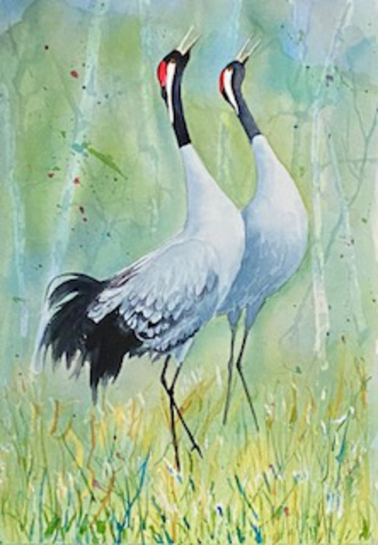 Roepende kraanvogels/ Trompetende Kraniche