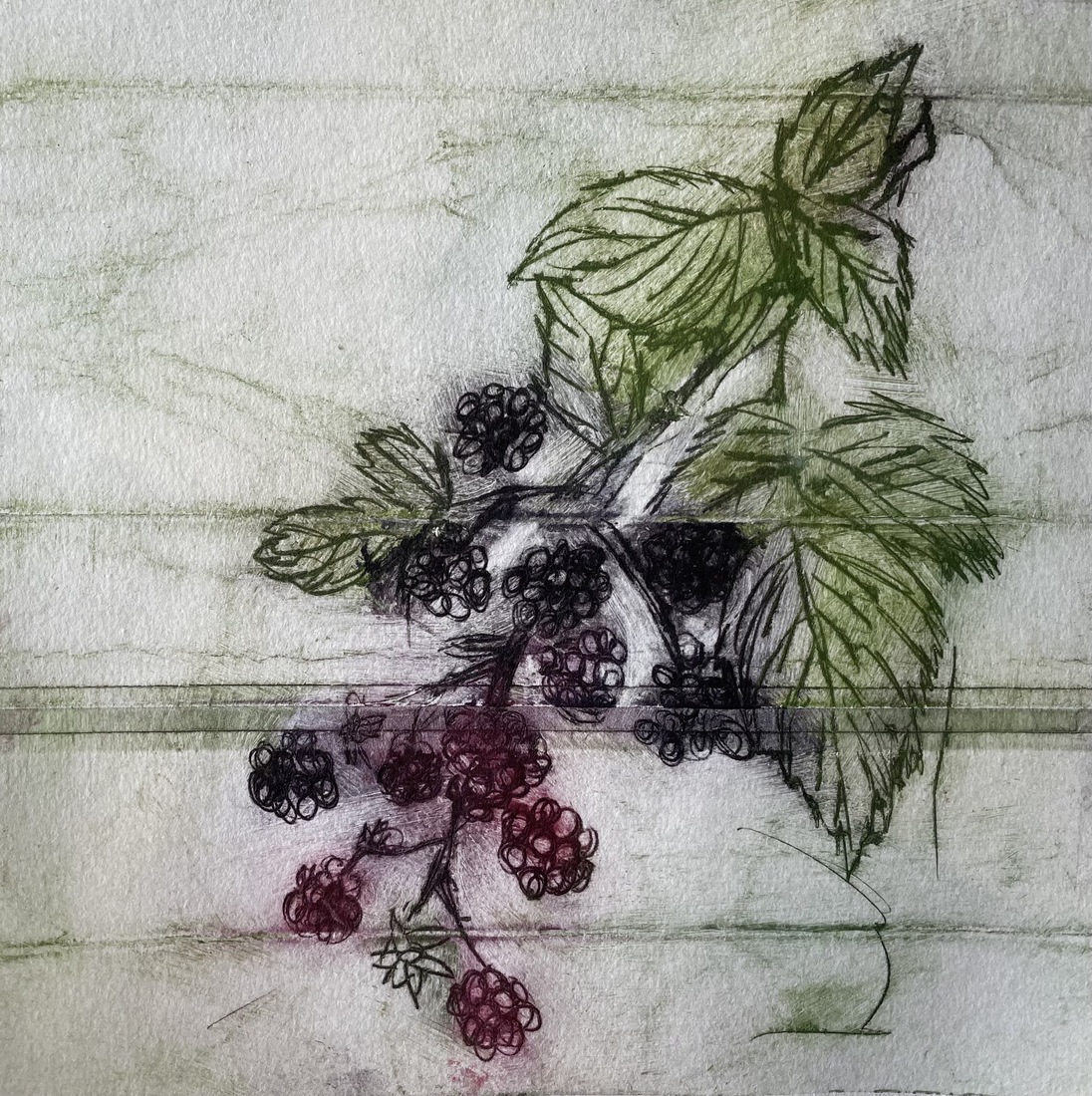 Beautiful Blackberries