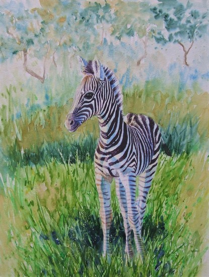 Zebra veulen Zuid Afrika