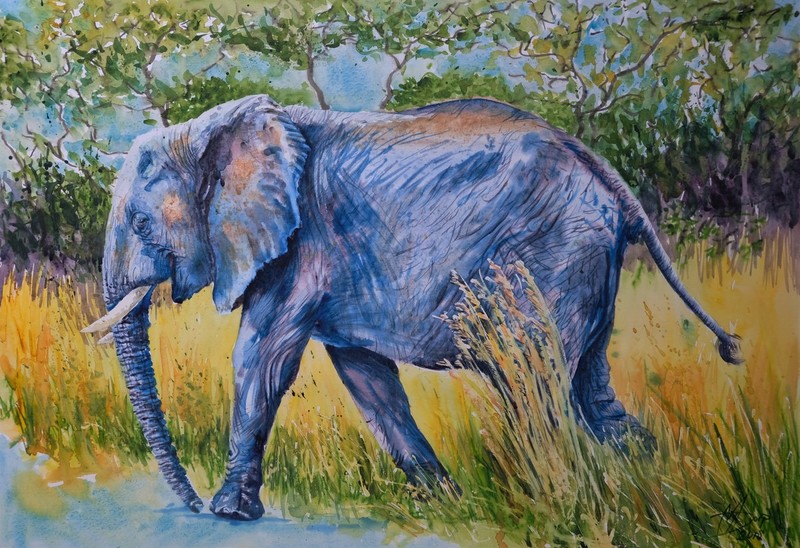 olifant Krugerpark