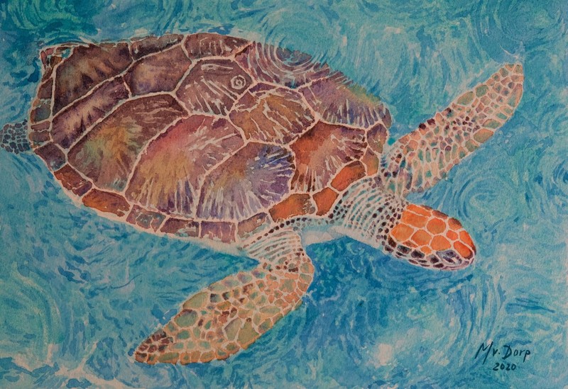 zee schildpad Curacao
