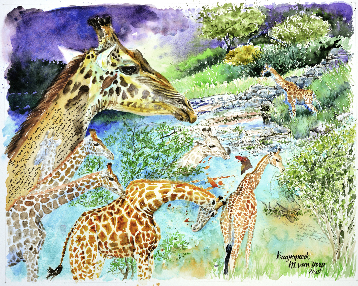 giraffen Krugerpark
