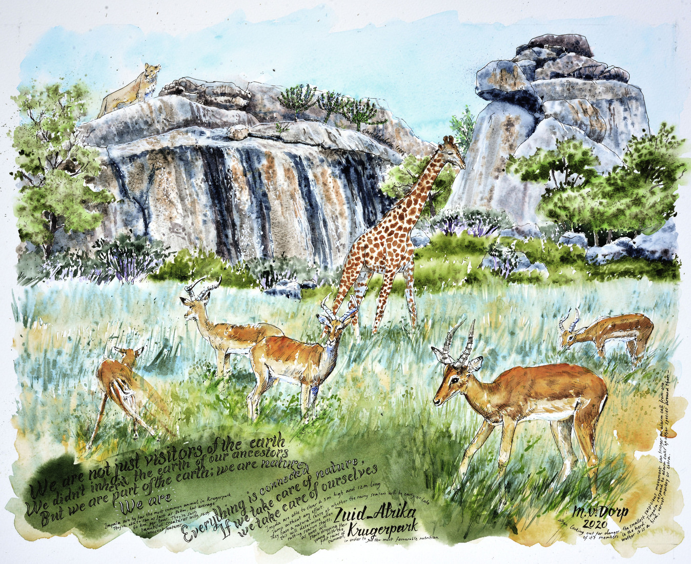 impala's en giraffe in Krugerpark, Zuid Afrika