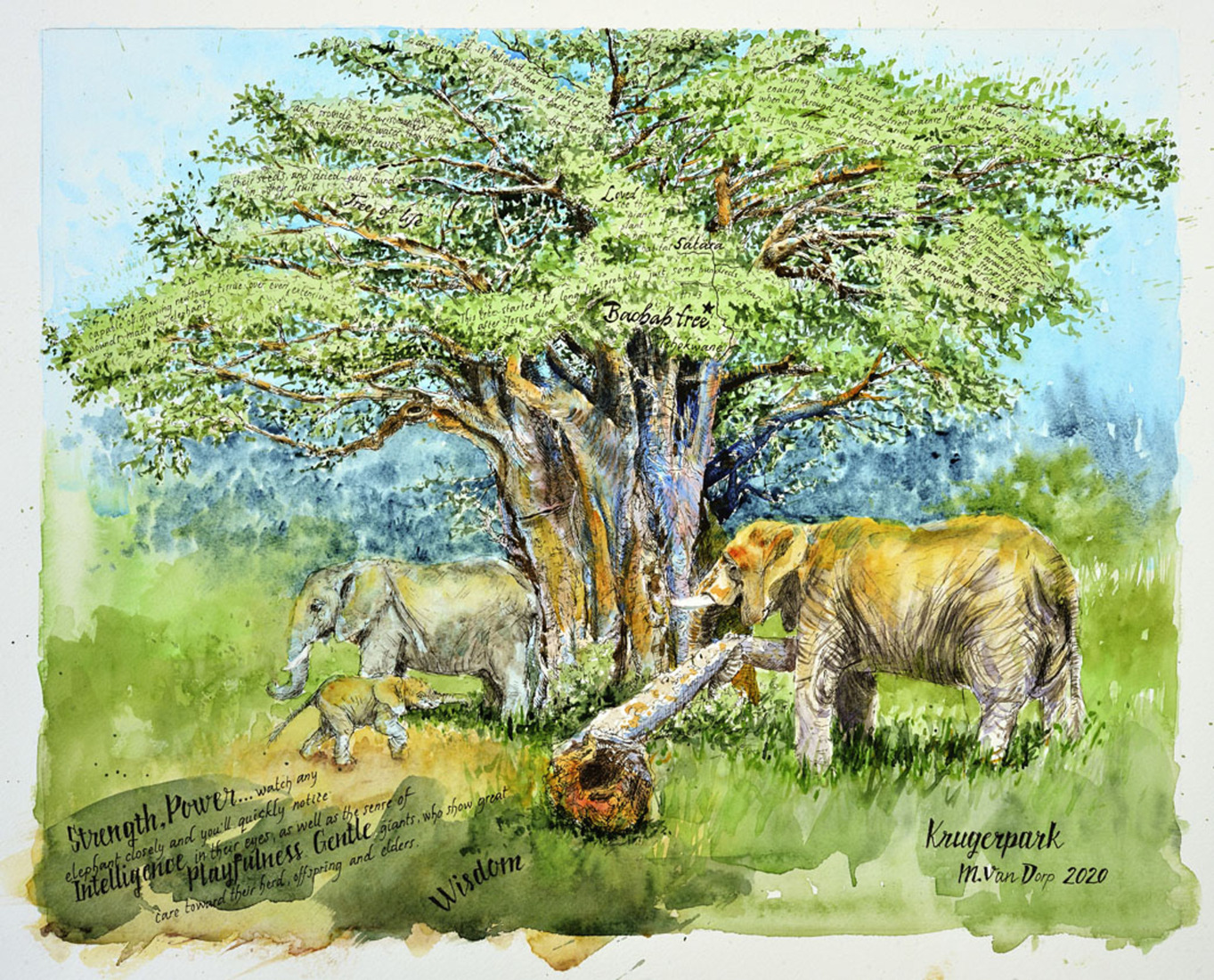 olifanten bij Baobab boom