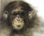 huisdieren- en dierentuintekeningen Bart van Oijen gaat binnenkort aan een niewe serie dierentuintekeningen beginnen. Waarschijnlijk gaan de primaten weer de meeste aandacht krijgen.