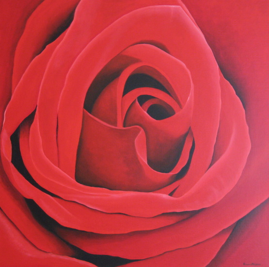 red rose 4