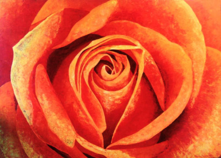 orange roses