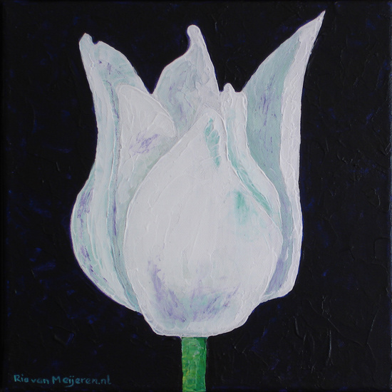 tulip white