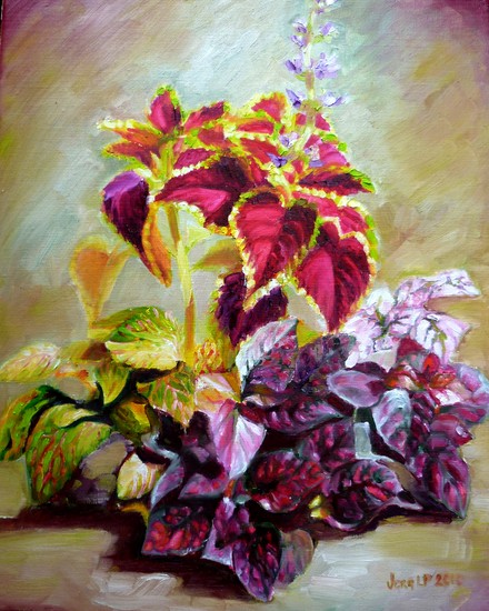 Coleus