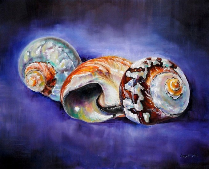 Afrikaanse turbo schelpen