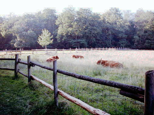 Sch&ouml;nbusch 3