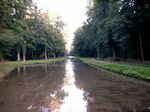 Romantische foto's met veel groen