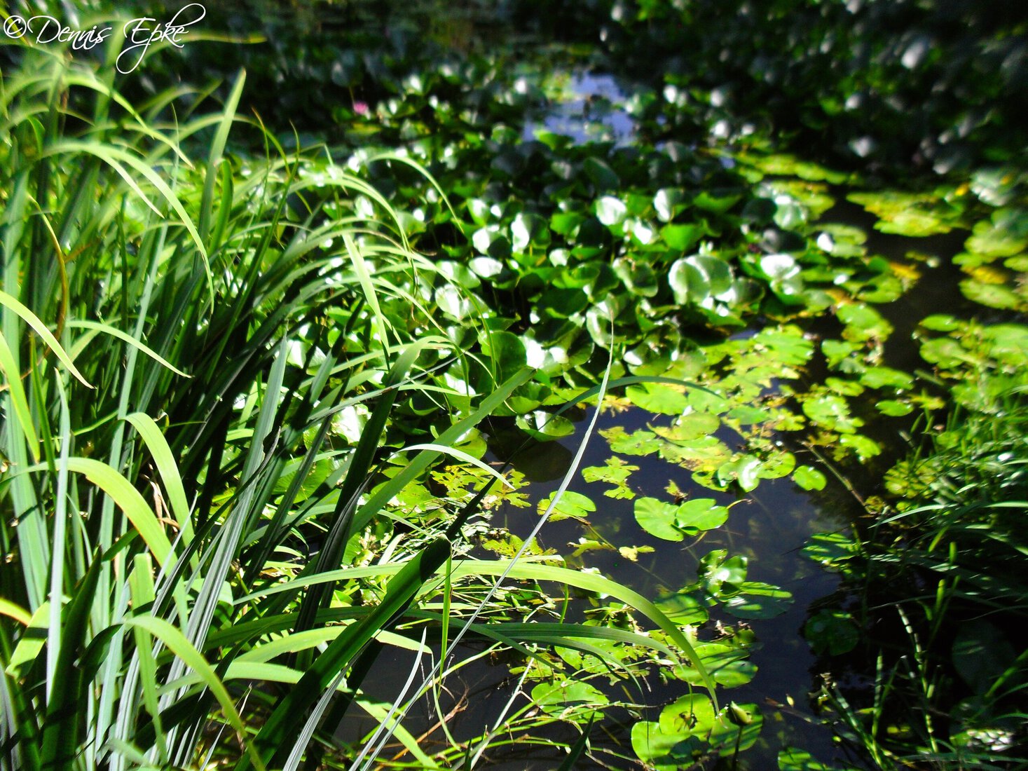 Muziektuin Beek en Donk