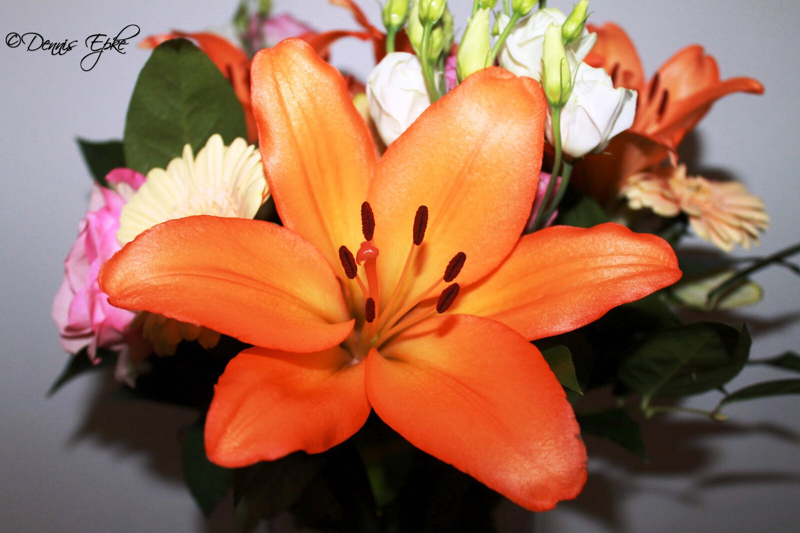 Oranje Lelie