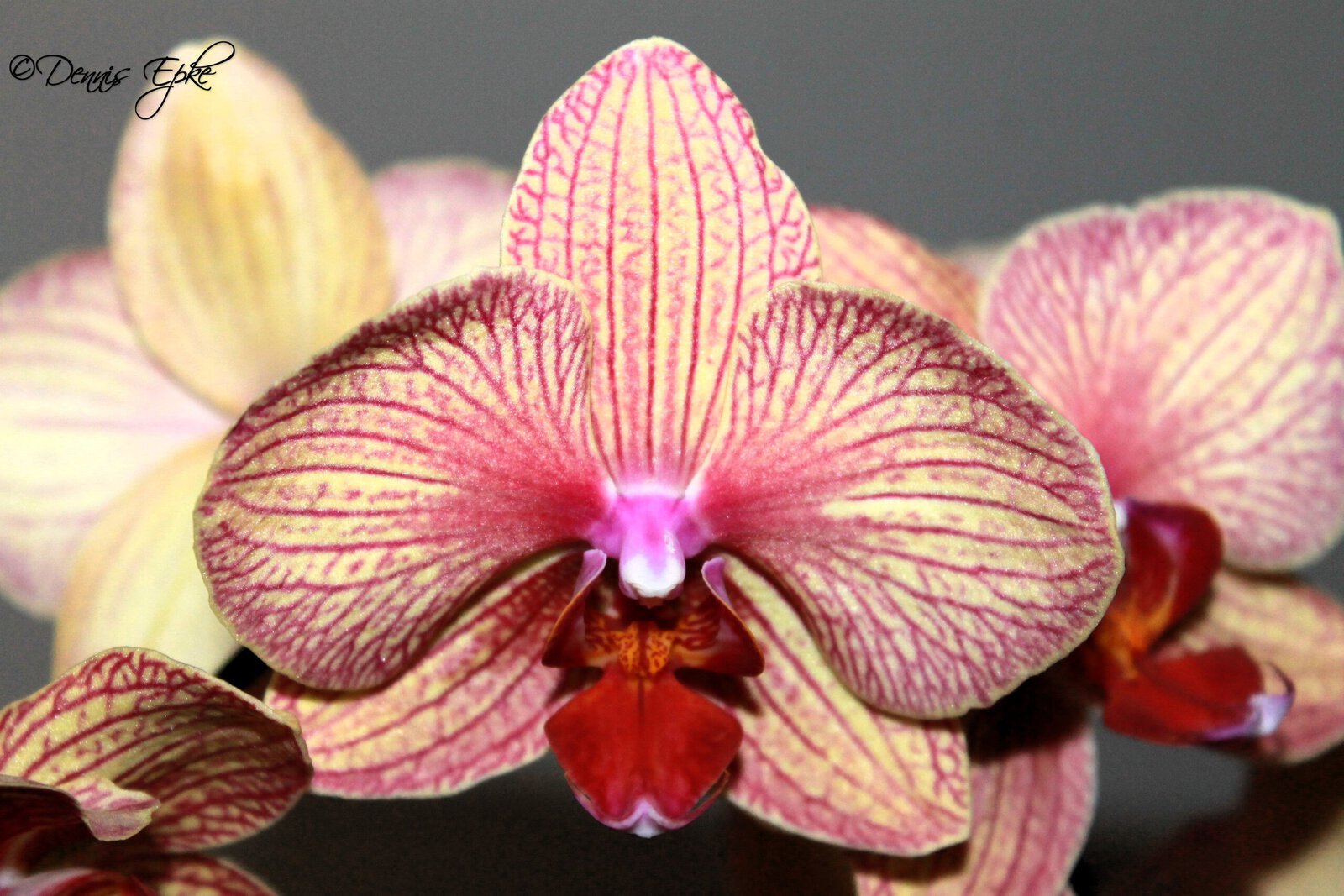 Orchidee Phalaenopsis
