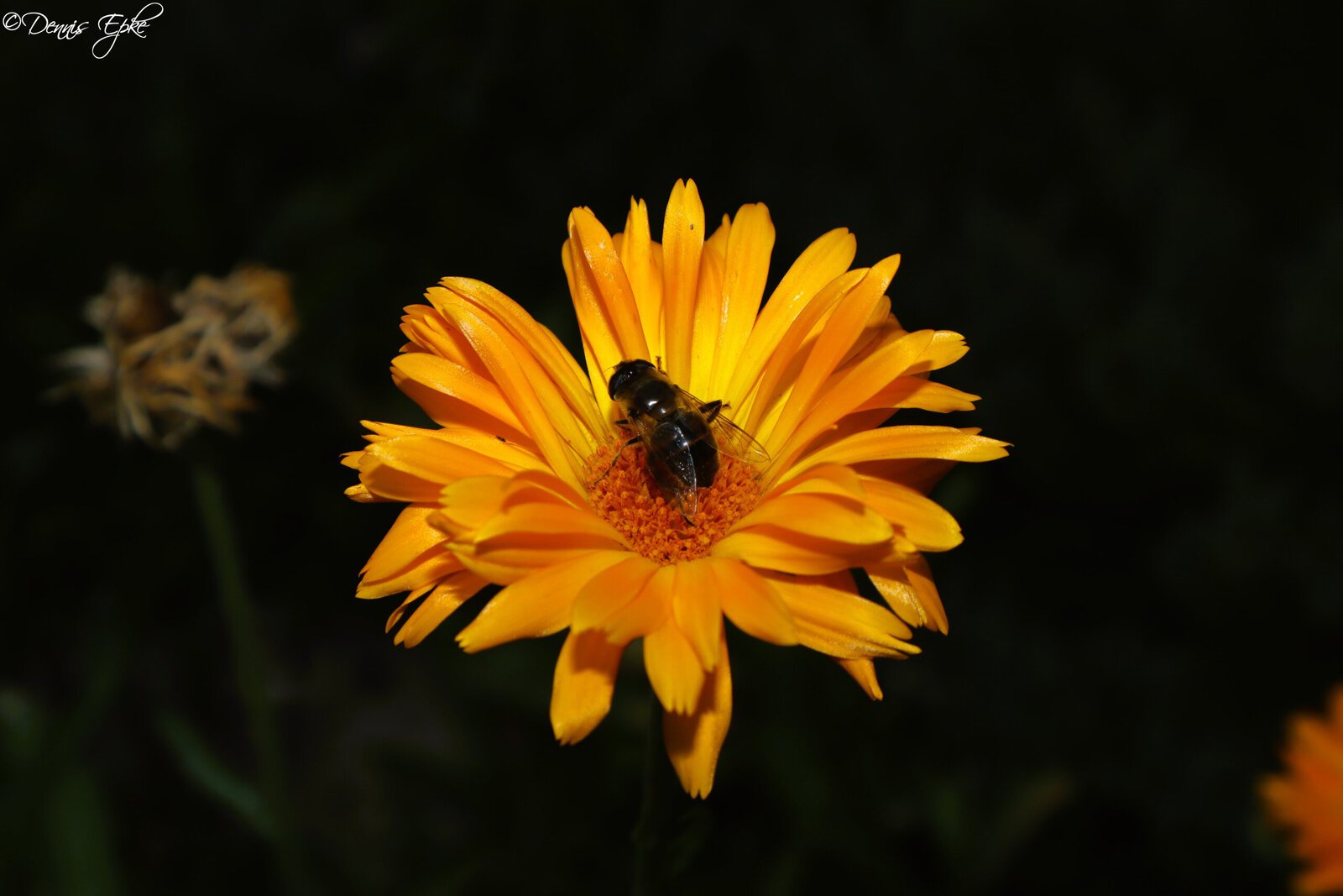 Bij en Goudsbloem