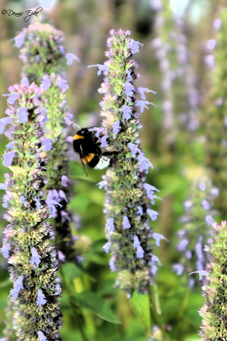 Hommel op Dropplant
