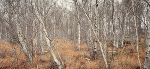 Natuurfoto's gemaakt in de periode 2016 t/m 2024