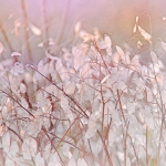 Copycat - Anne Kiwitz