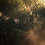 Kracht - Anne Kiwitz