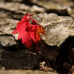 Kracht - Anne Kiwitz