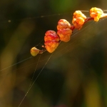 Kracht - Bert Hobelman